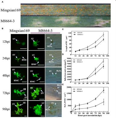 Functional Verification of Two Genes Related to Stripe Rust Resistance in the Wheat-Leymus mollis Introgression Line M8664-3